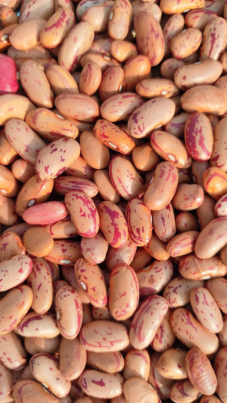 PH Organic Rajma Chitra 500g - Image 2